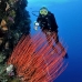 whip_sea_red_kimabudo1_v_0035_sul1663.jpg